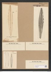 Amphipleura lindheimeri (de-Toni-Nr.: Genus 10, Species 986) Zeichnungen Sammlung Grunow Nr. 1865 (NHMW-BOT-W0368815)